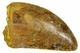 Serrated, Carcharodontosaurus Tooth - Real Dinosaur Tooth #372288-1